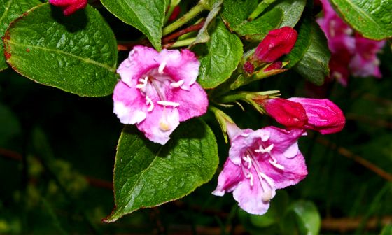 weigela