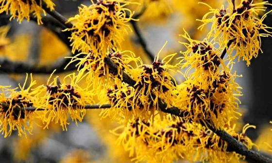 witch-hazel