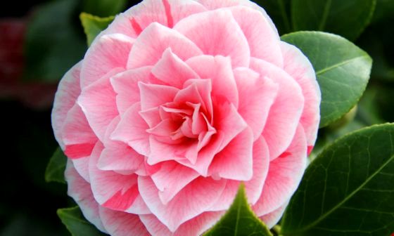 Camelia