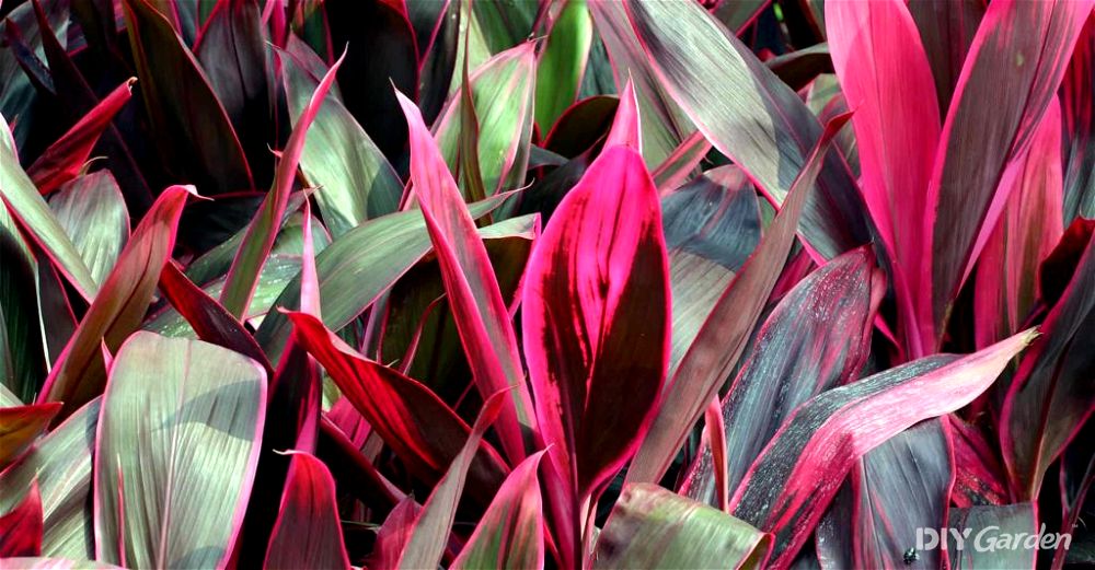 How to Grow Cordyline (2024 Propagation & Care Guide)