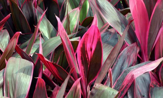 Grow Your Secret Garden Cordyline Fruticosa Palm Lily 5 Seeds 