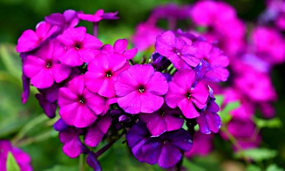 Phlox