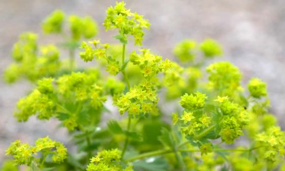alchemilla