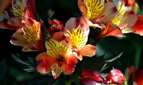 alstroemeria