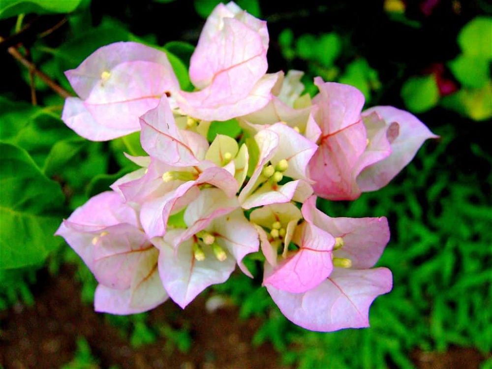 bougainvillea