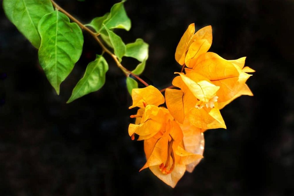 bougainvillea