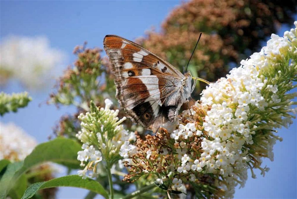 buddleia