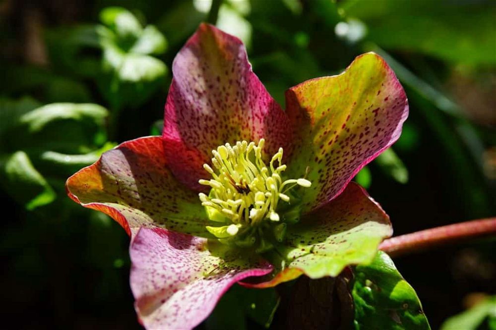 hellebore christmas rose