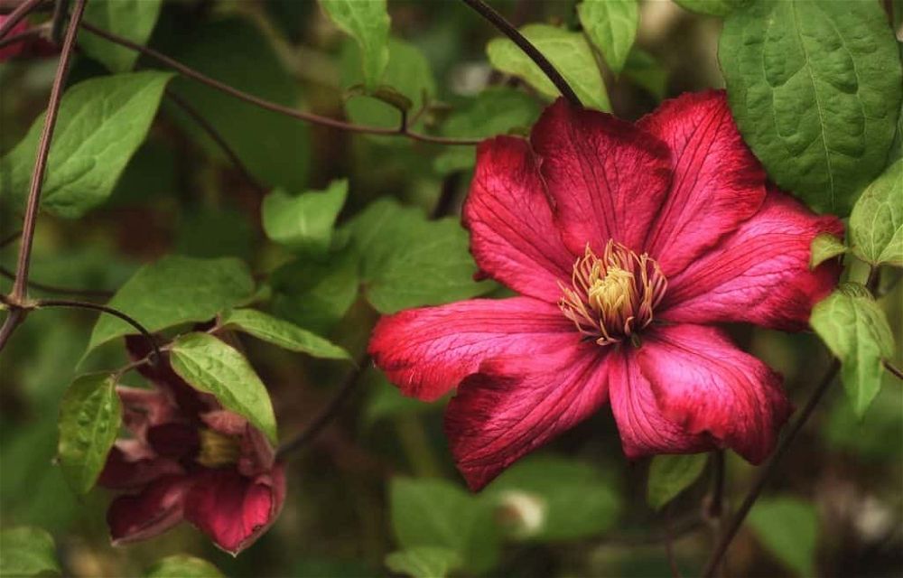 clematis