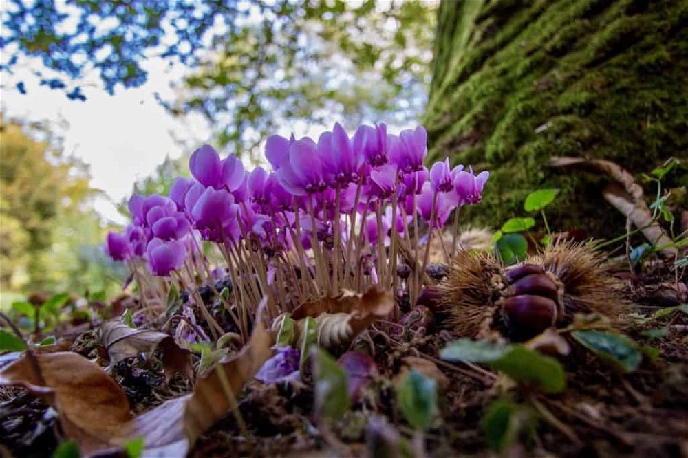 cyclamen