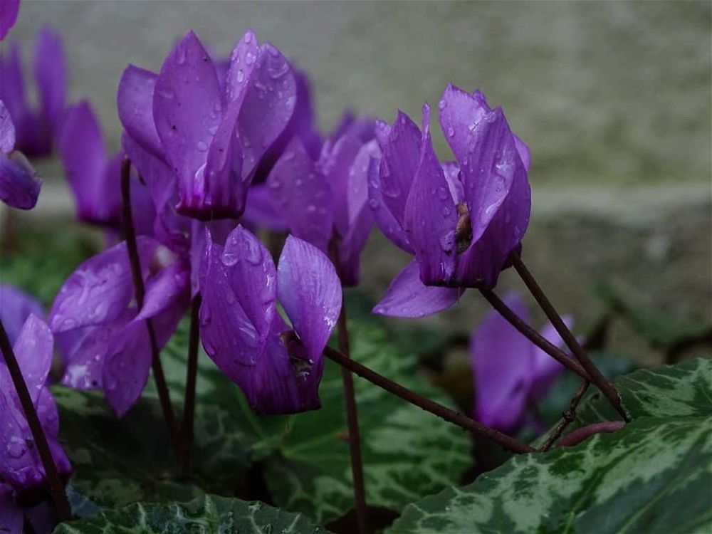 cyclamen