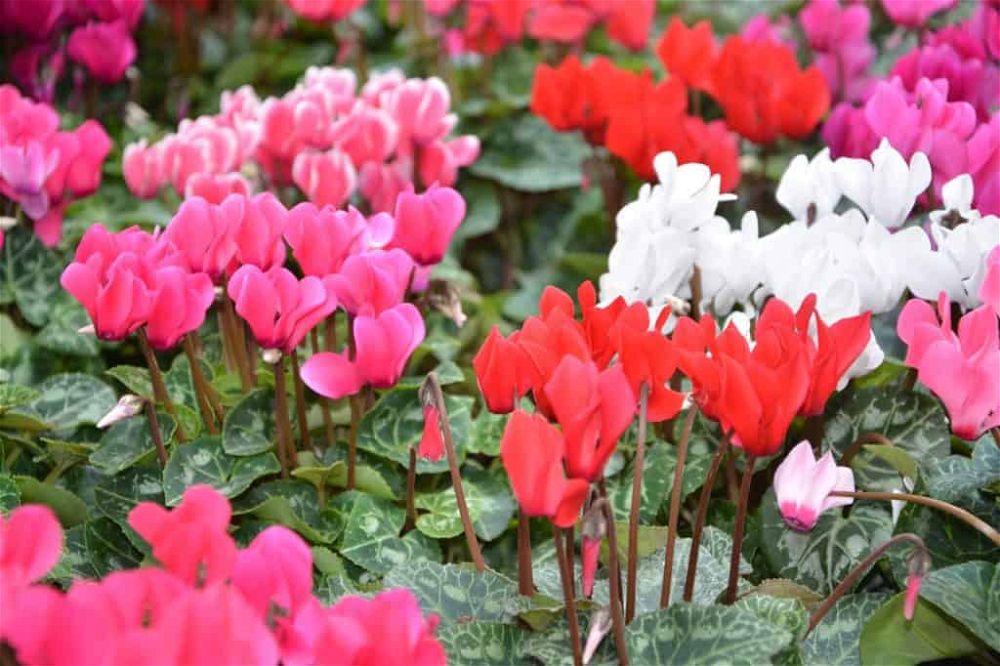 cyclamen varieties