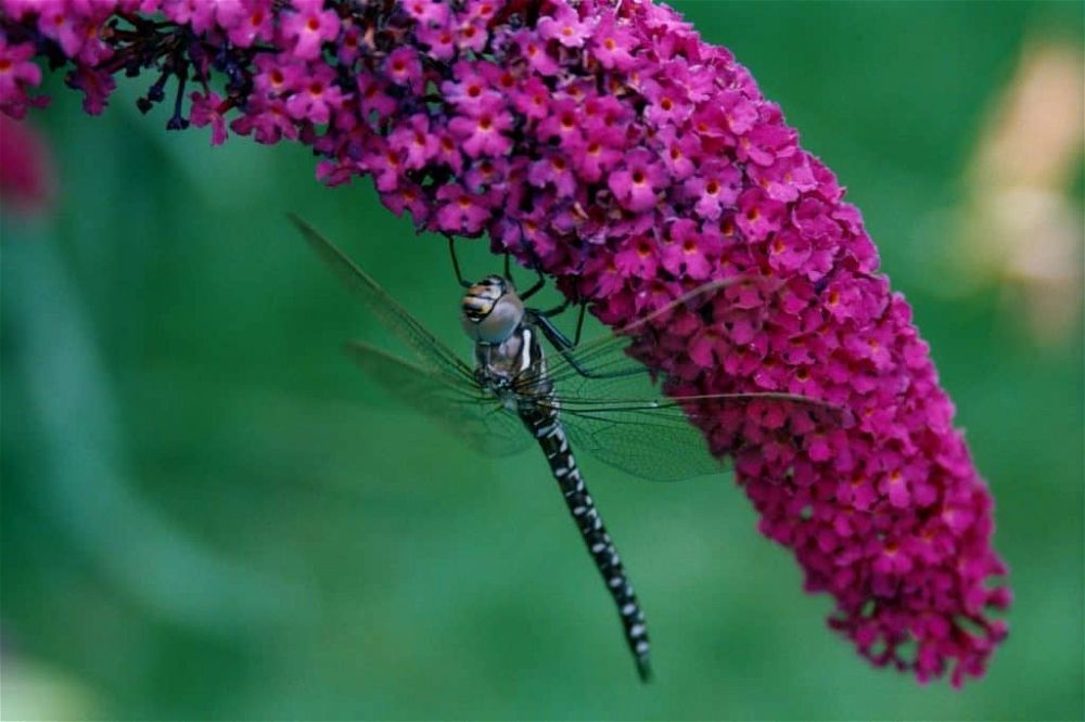 buddleia