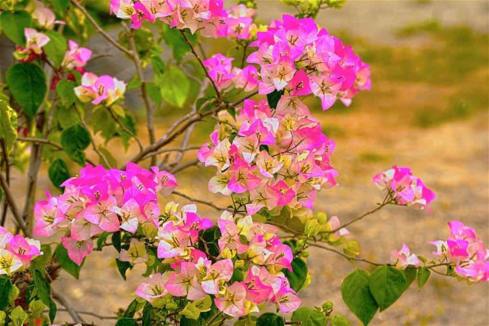 Bougainvillea