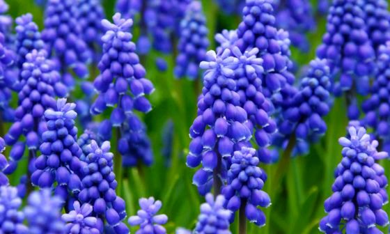 hyacinth