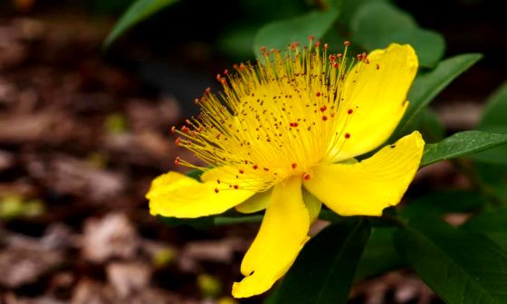 hypericum