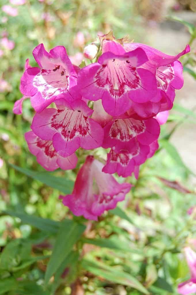 penstemon