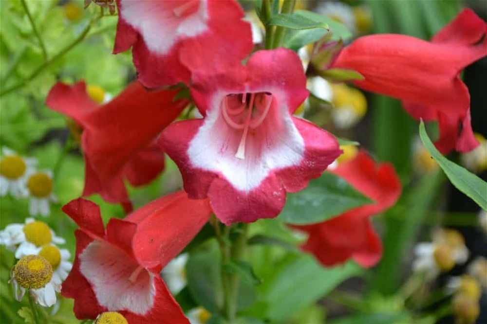 penstemon