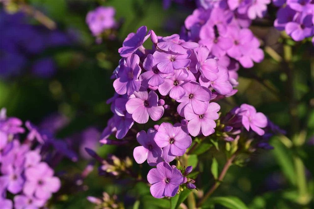 How to Grow Phlox (2024 Propagation & Care Guide)