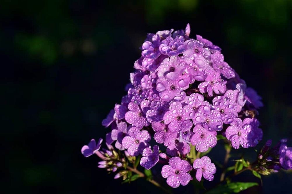 phlox