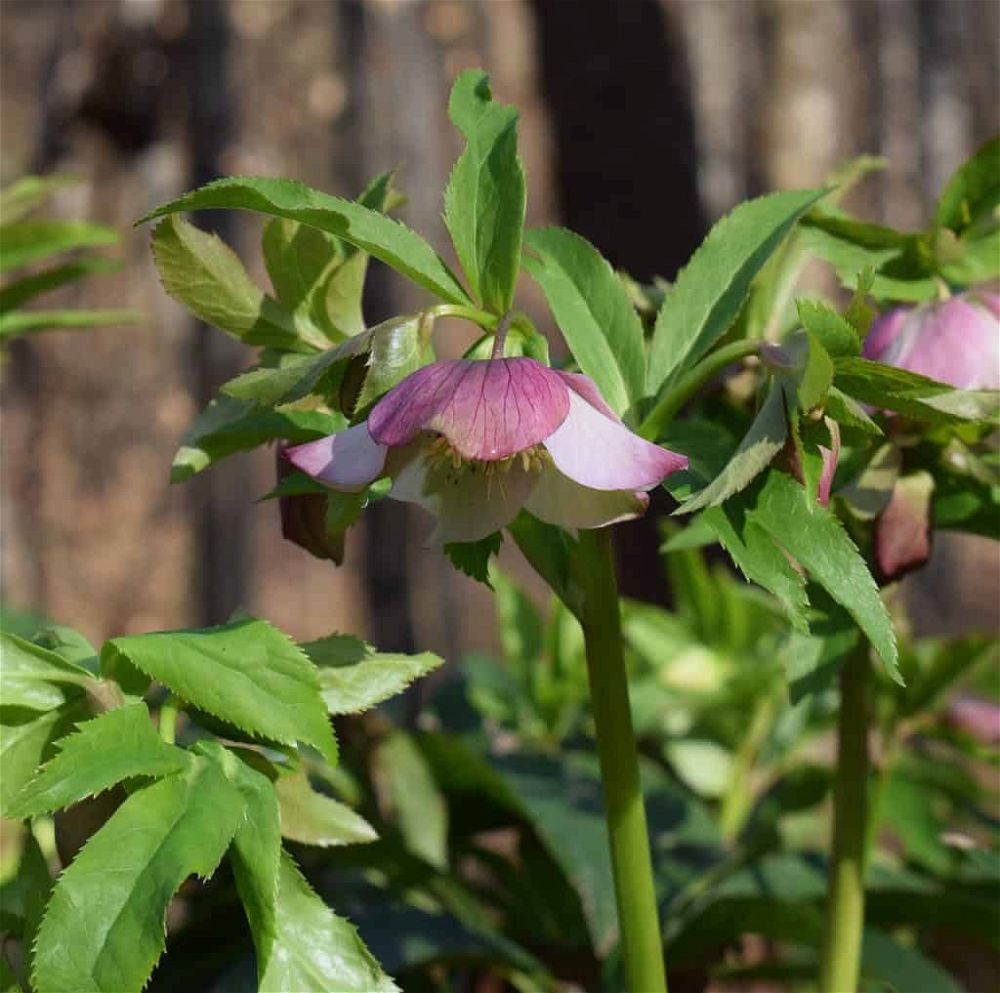 pink-hellebore