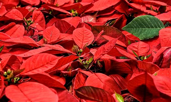 poinsettia