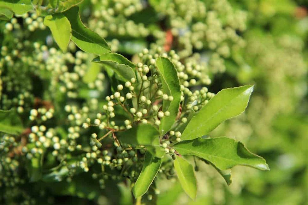 pyracantha