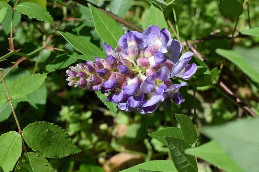 wisteria