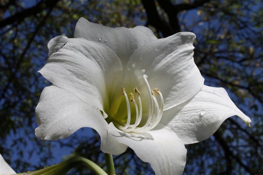 white-amaryllis