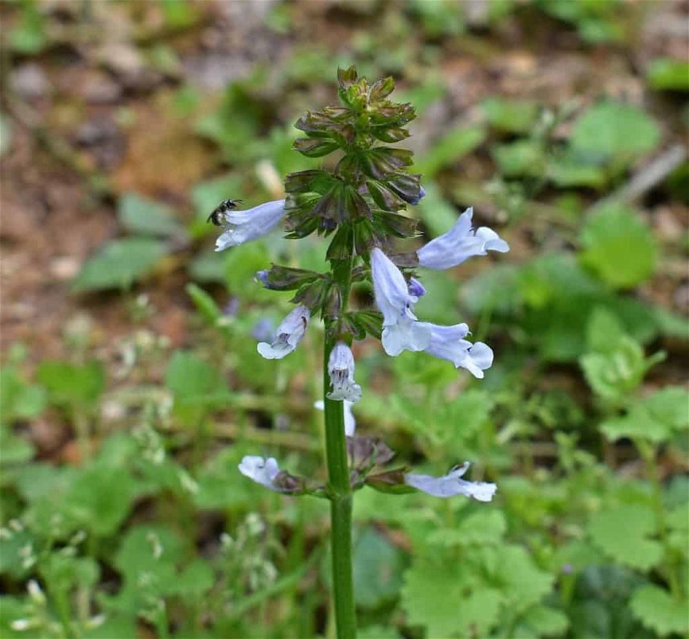 wild-penstemon