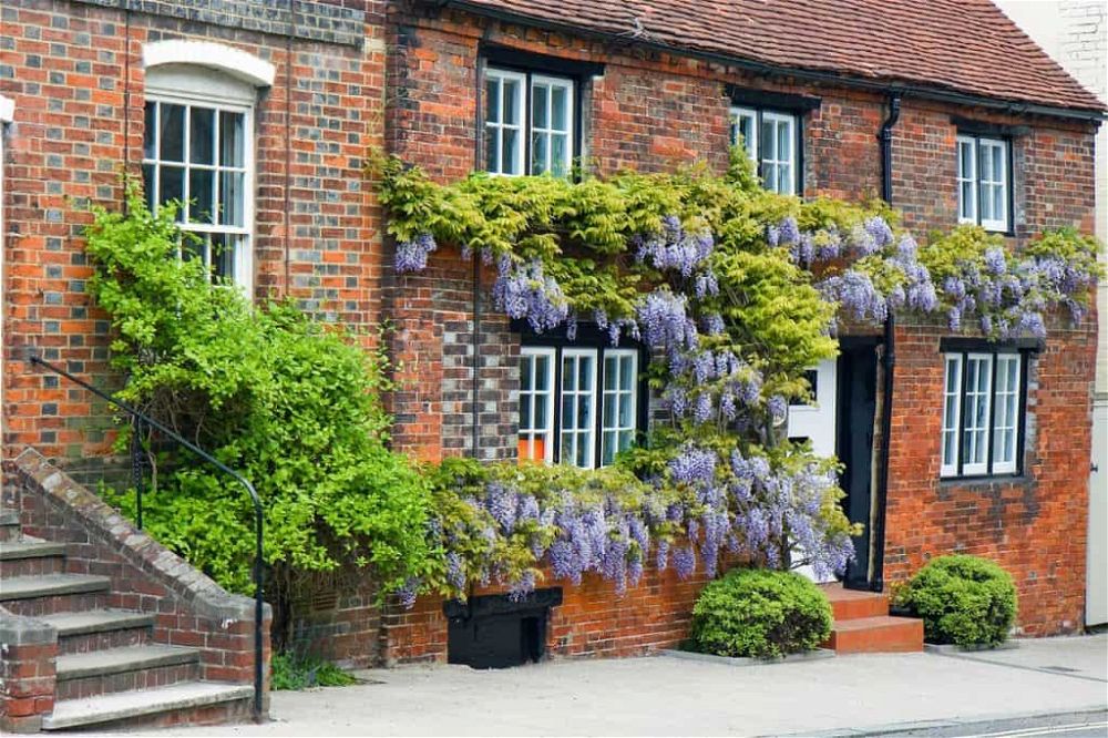 wisteria on house