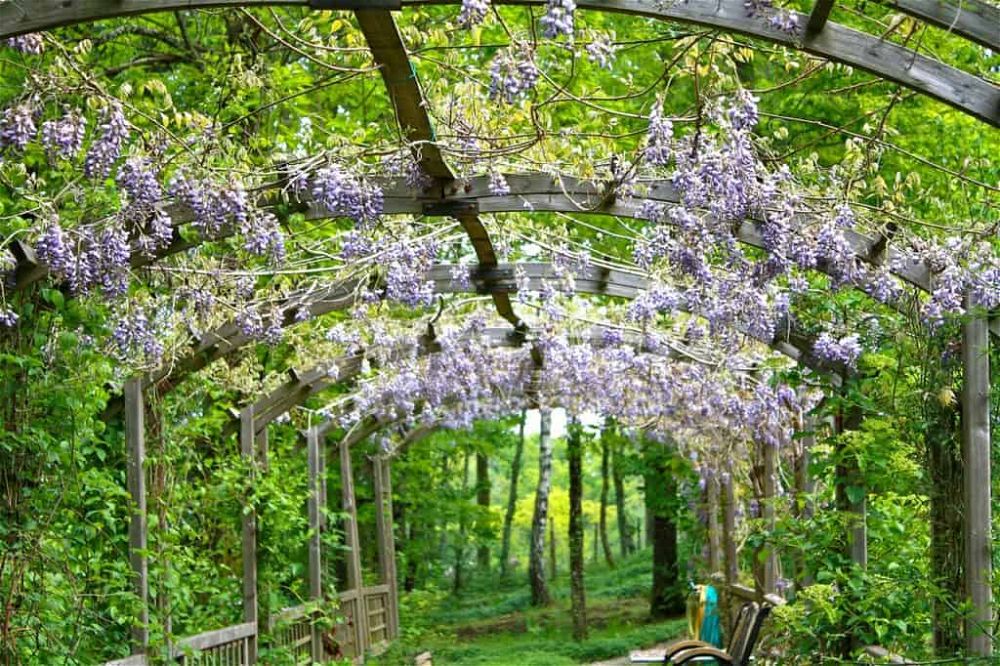 wisteria