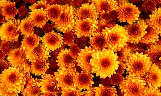 chrysanthemum