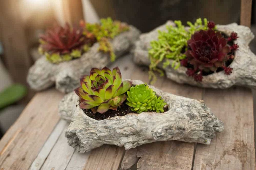 driftwood planter