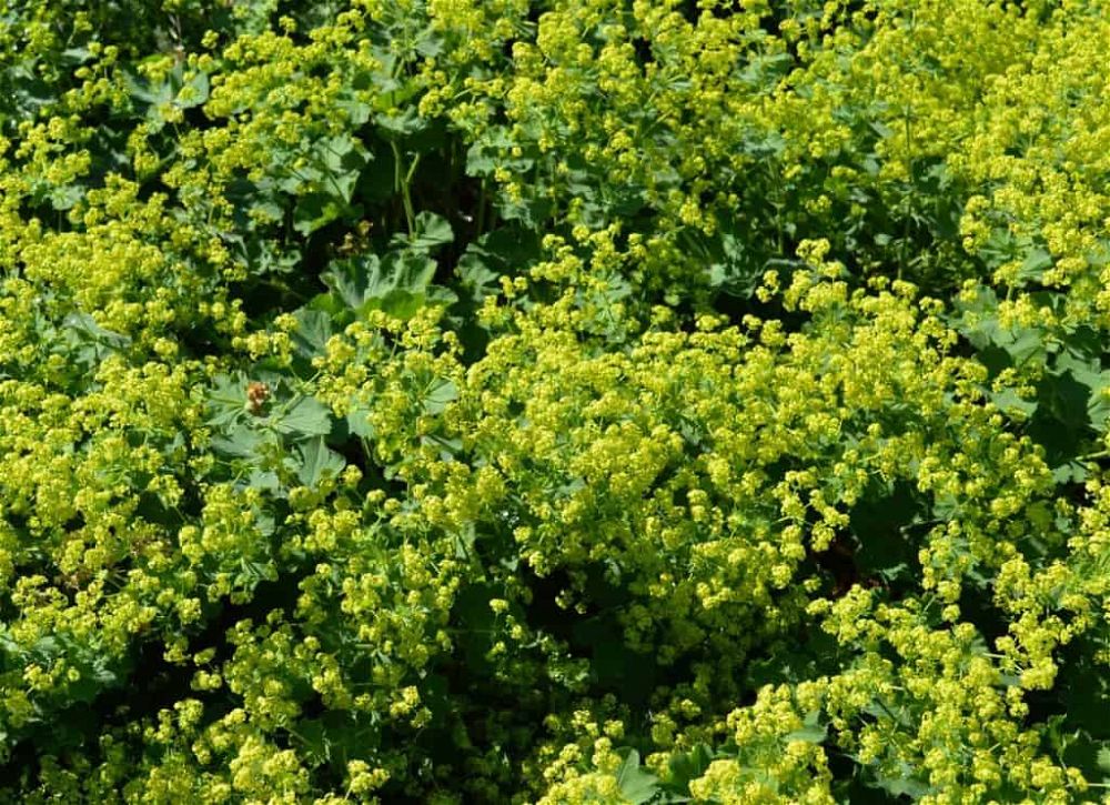 Alchemilla Mollis