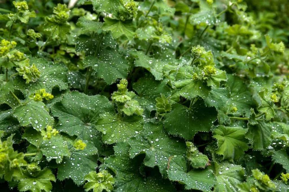 Alchemilla Mollis