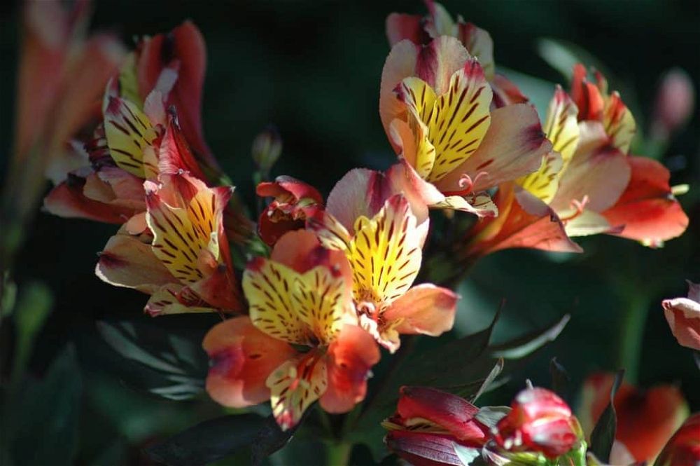 Alstroemeria