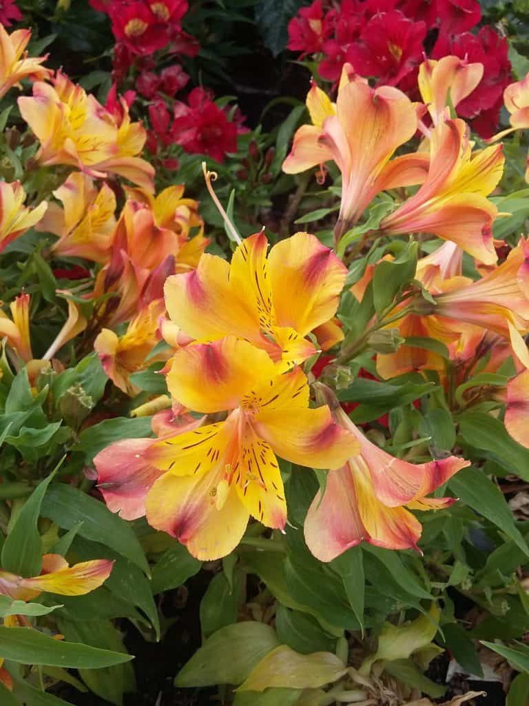 Alstroemeria