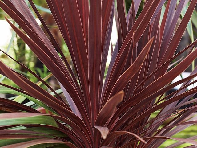 Cordyline