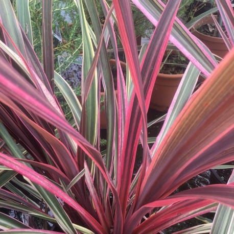 Cordyline