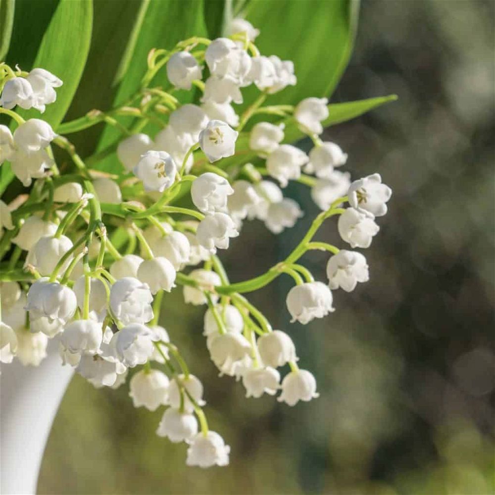 lily of the valley