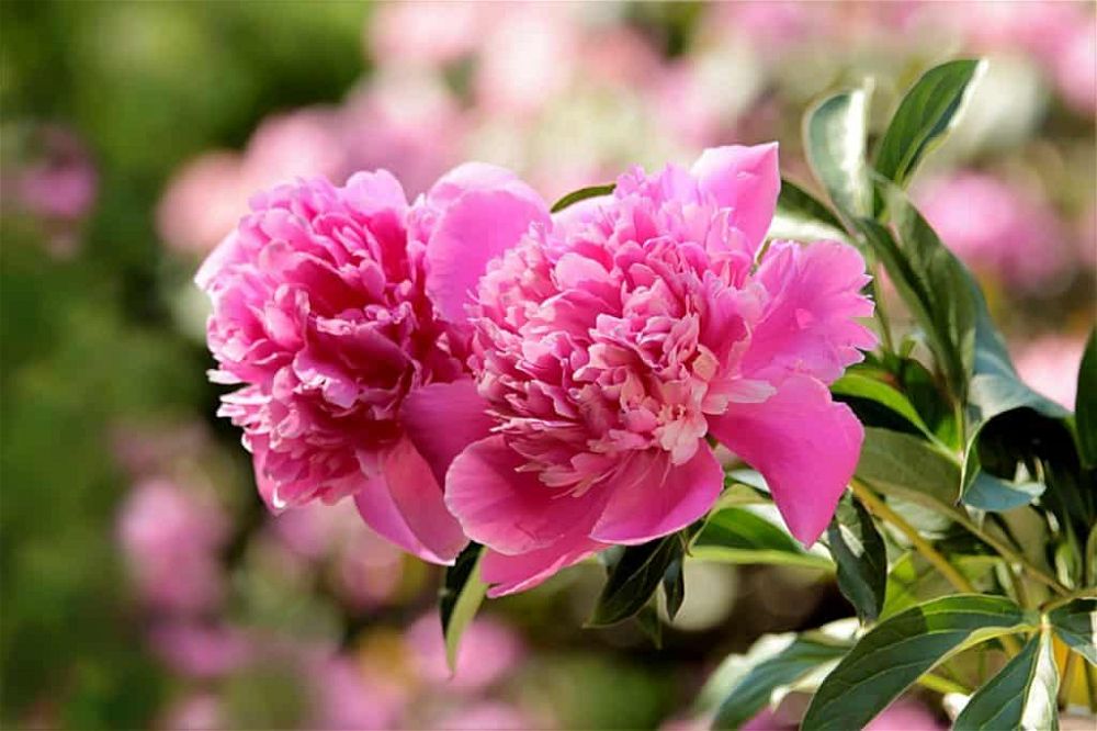 peonies