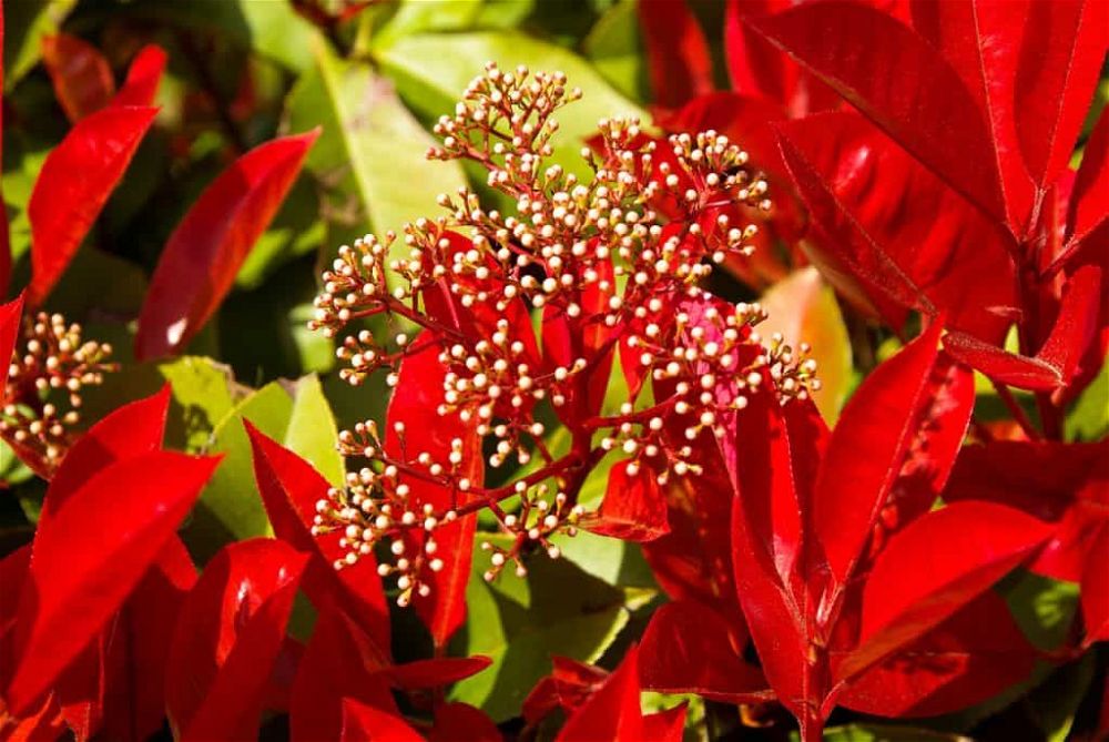 photinia