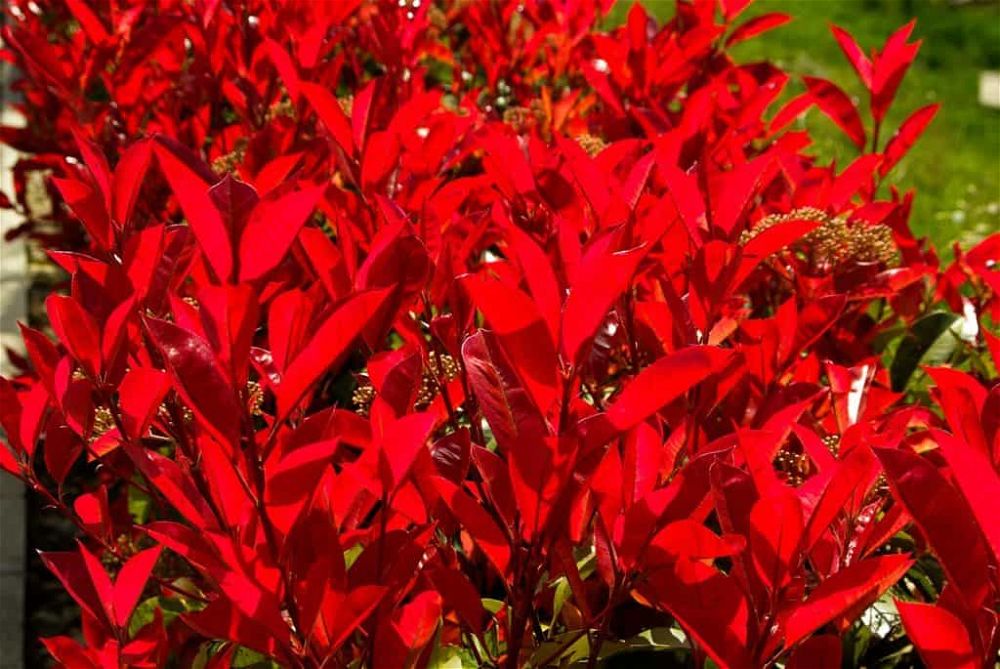 photinia