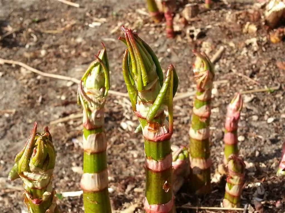 bamboo propigation