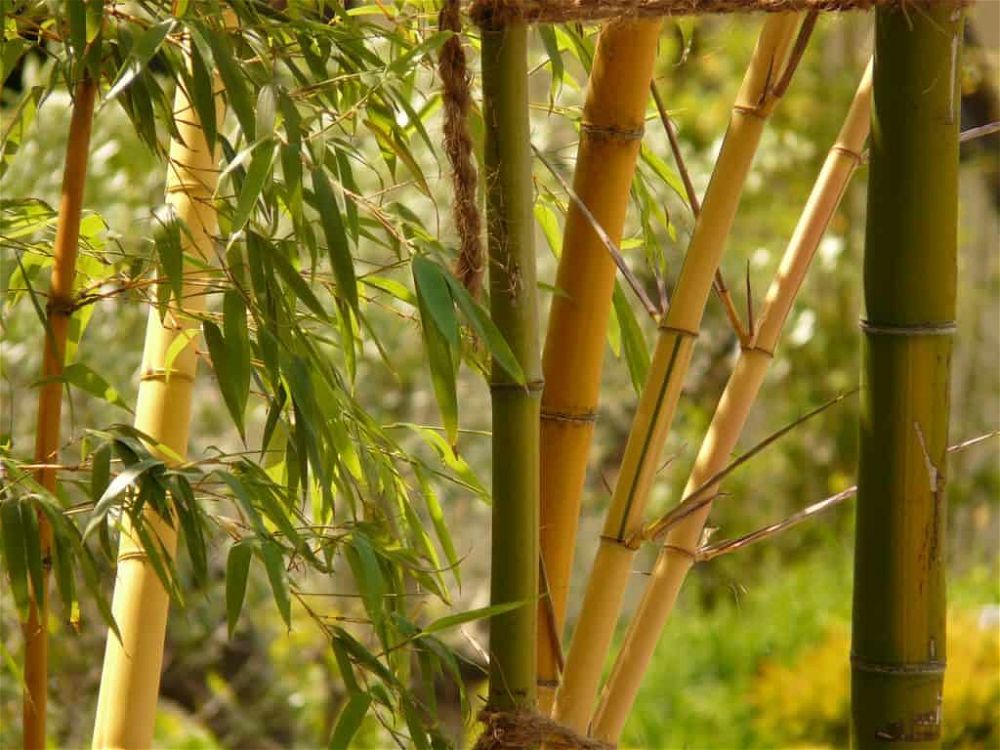 bamboo plant care