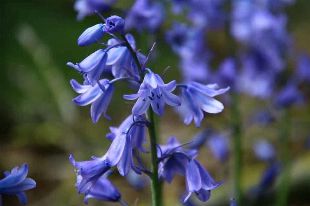 Campanula