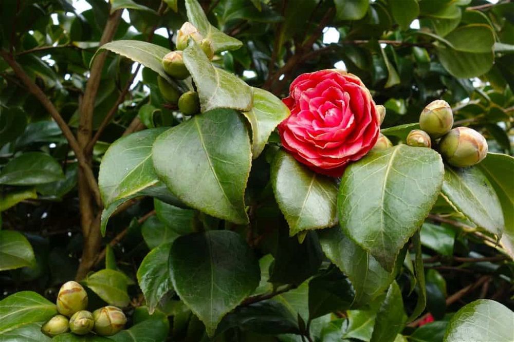 camellia