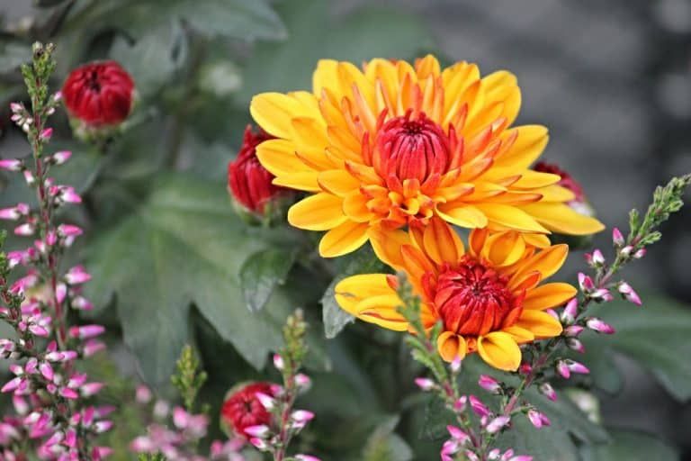 How to Grow Chrysanthemum (2024 Propagation & Care Guide)