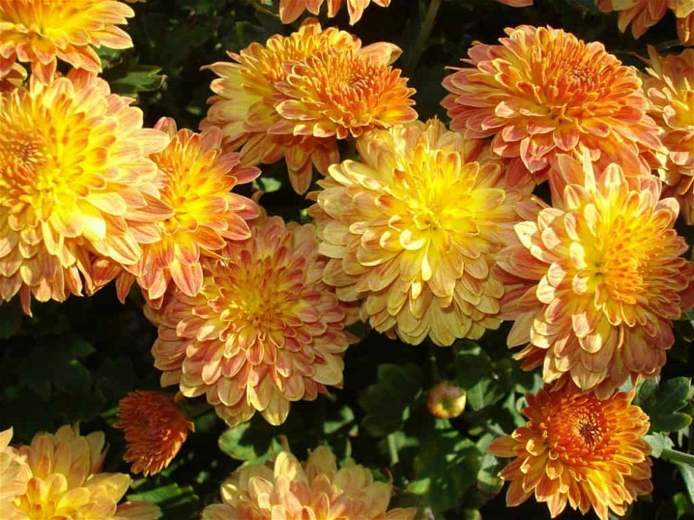 chrysanthemum